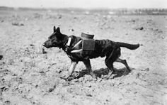 black and white photograph of a dog with a hat on it's back walking in the desert