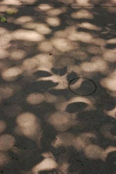 the shadow of leaves on the ground is cast