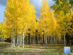 a forest filled with lots of trees covered in yellow leaves and the words incredible fall foliage destinations