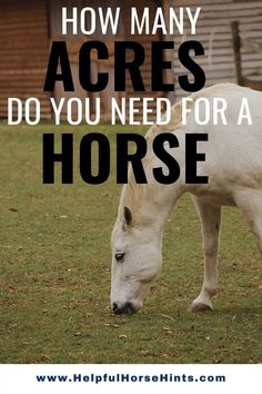 a white horse eating grass with the words how many acres do you need for a horse?