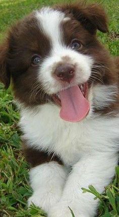 a brown and white dog laying in the grass with its tongue hanging out looking at the camera