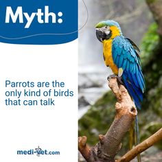 a blue and yellow parrot sitting on top of a tree branch next to a waterfall