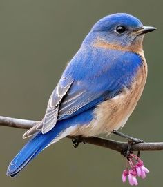 a blue bird sitting on top of a branch with pink flowers in the foreground