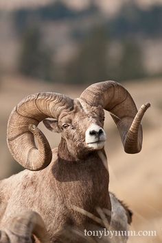 a ram with large horns standing in the grass