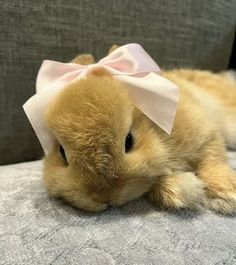 a small rabbit with a pink bow on its head laying on a sofa cushion in front of a gray couch