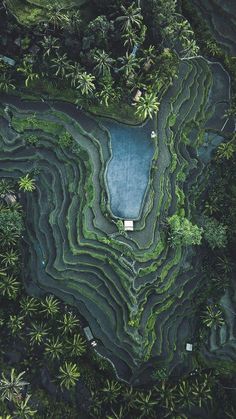 an aerial view of a pool surrounded by palm trees and greenery in the jungle