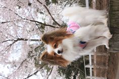 a small white and brown dog standing on top of a wooden post next to a tree