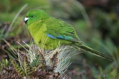 a green bird sitting on top of a plant