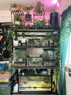 a room filled with lots of different types of plants and animals in glass containers on top of shelves