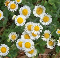 many white and yellow flowers with green leaves