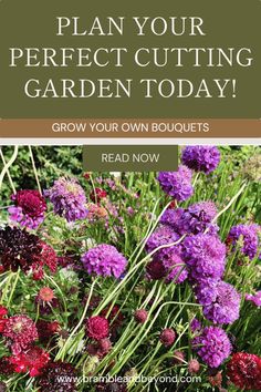 purple and red flowers with text overlay that reads plan your perfect cutting garden today grow your own bouquets read now