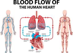 diagram of the human heart and blood flow