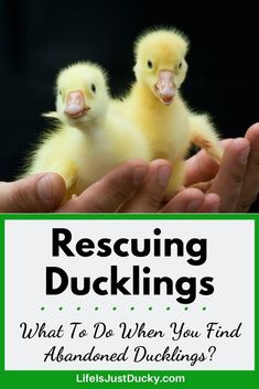 two baby ducks in their hands with the title rescuing ducklings what to do when you find