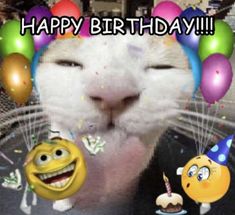 Happy Birthday Wishes & Memes to wish to your loved ones! Happy Birthday Cat Meme, Happy Birthday Reaction Pic, Birthday Reaction Pic, Birthday Cat Meme, Silly Happy Birthday, Happy Birthday Wishes For Friend, Cat Birthday Funny, Enjoy Your Special Day, Happy Birthday Cat