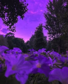 purple flowers in the foreground with trees in the background at sunset or dawn on a cloudy day