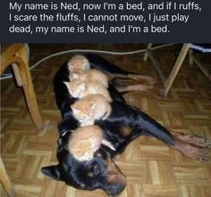 a dog laying on the floor with two kittens in it's lap and caption that reads, my name is red, now i'm bed, i'm bed, and if