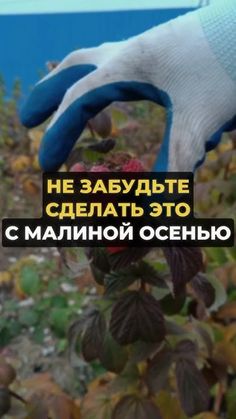 a hand with blue gloves is picking leaves