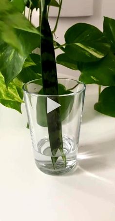 a green plant in a clear glass vase