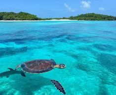 The islands surrounding Bohol and in particular, off the coast of Panglao, are very popular diving destinations because it’s home to an outstanding marine sanctuary! In these waters you can see rich coral reefs, sea turtles, dolphins,
#Travel #Tour #Trip #TourEiffel #TripOut #Trippiered #Tavelessentialsinspo #Touristoutfit #Touristoutfitspiritweek #Falltravel #TravelOutfit #TravelVisionBoard #TravelEssentialsInspo #WinterTravelInspo #Europe #Philippines #PhilippinesTravelGuide #EuropeTravelGuide