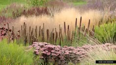 some very pretty flowers and plants in the grass