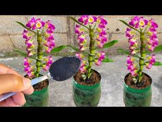 three purple orchids in green glass vases with dirt on the ground and a hand holding a paintbrush