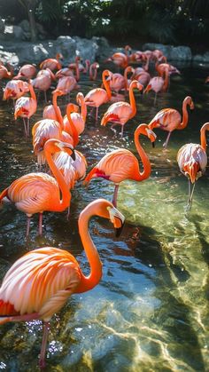 there are many flamingos standing in the water