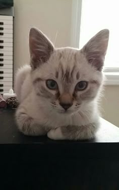 a cat sitting on top of a table next to a piano and looking at the camera