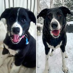 two dogs in the snow one is black and white