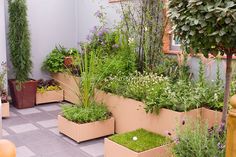 an outdoor garden with potted plants and trees