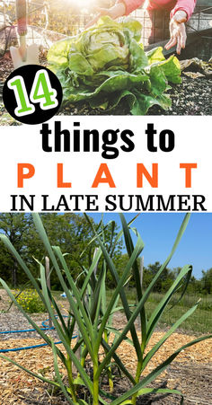 Lettuce and garlic growing in garden with text "14 things to plant in late summer" Late Summer Vegetables To Plant, Late Summer Planting Guide, Late Summer Garden Planting, What To Plant In September, Vegetables To Plant In August, Fall Gardening Ideas