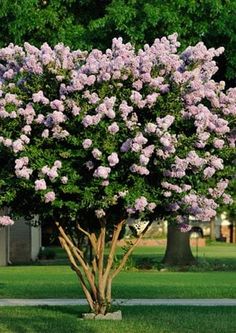 a tree with purple flowers in the middle of a park