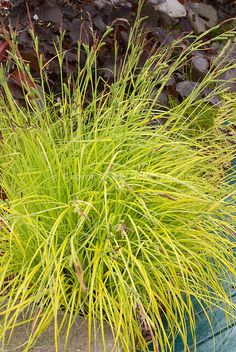 a green plant with yellow leaves in the ground