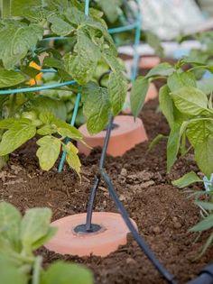 the garden is full of green plants growing in pots with hoses attached to them