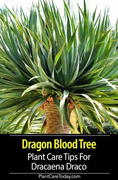 dragon blood tree plant care tips for dracaenna drago plants and trees