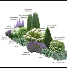 the different types of flowers and shrubs are labeled in this diagram, with their names