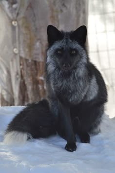 a black and white furry animal sitting in the snow next to a tree with no leaves