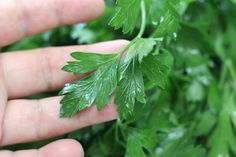 a person holding some green leaves in their hand