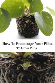 two pictures with plants growing out of them and the words how to enervage your pilla to grow pups