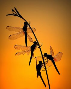 three dragon like insects sitting on top of a plant with the sun in the background