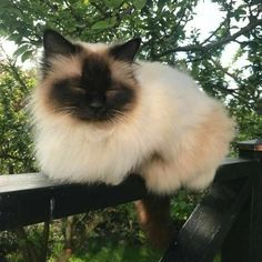 a fluffy cat sitting on top of a wooden fence