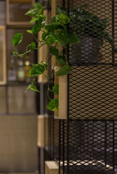 a green plant is growing on the side of a metal rack in an office building