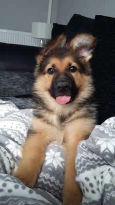 a brown and black dog laying on top of a bed next to a pillow with its tongue hanging out