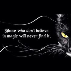 a black and white cat with yellow eyes looking at the camera, with an inspirational quote above it