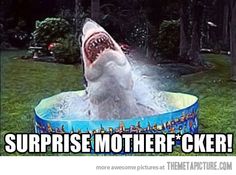 a shark in a pool with the caption, surprise mother f'oker