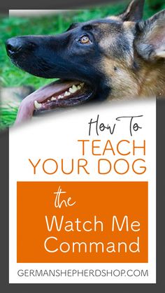 a german shepherd dog with the title how to teach your dog the watch me command