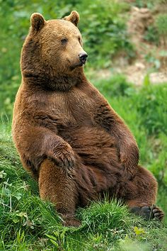 a large brown bear sitting on top of a lush green field