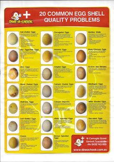 an egg shell poster showing the different types of eggs