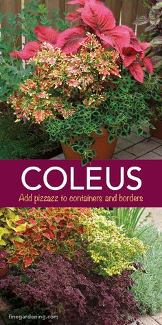 coleus and other plants in pots with the words coleus add pizza to containers and borders