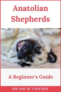 a dog laying on top of a bed with the title, anotalan shepherd's a beginner's guide for love of livestock