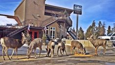 some deer are standing in front of a building